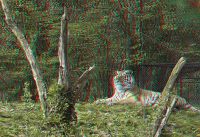 060505_Tierpark_Tiger01_rc.jpg
