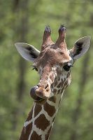 060513_Tierpark_Giraffe11.jpg
