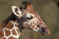 061107_Tierpark_Giraffe33.jpg