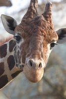 070316_Tierpark_Giraffe04.jpg