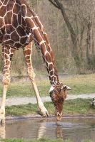 070316_Tierpark_Giraffe40.jpg